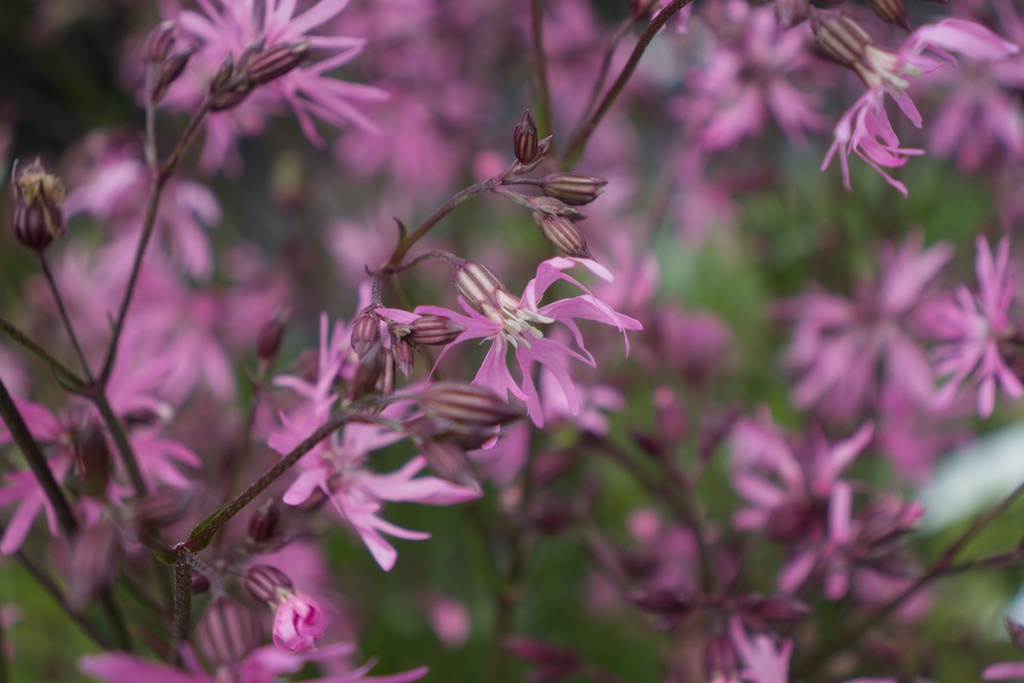 Lychnis flos-cuculi - La Pépinière d'Agnens