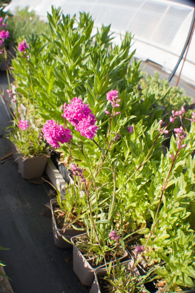 Lychnis viscaria 'Plena' - La Pépinière d'Agnens