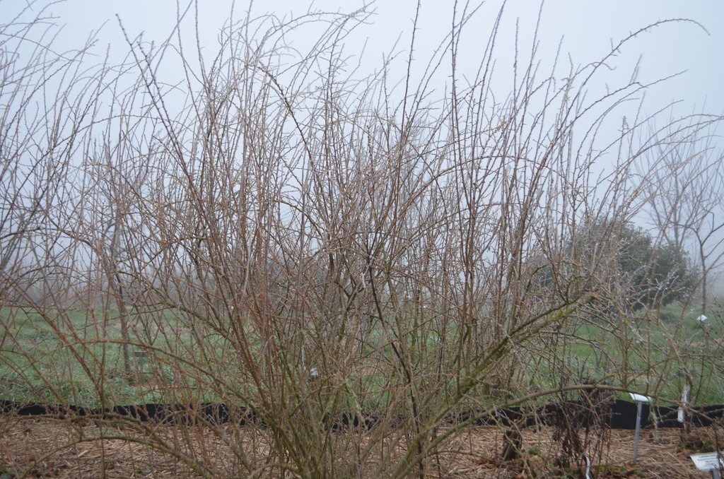 Lycium barbarum 'N° 1' - La Pépinière d'Agnens