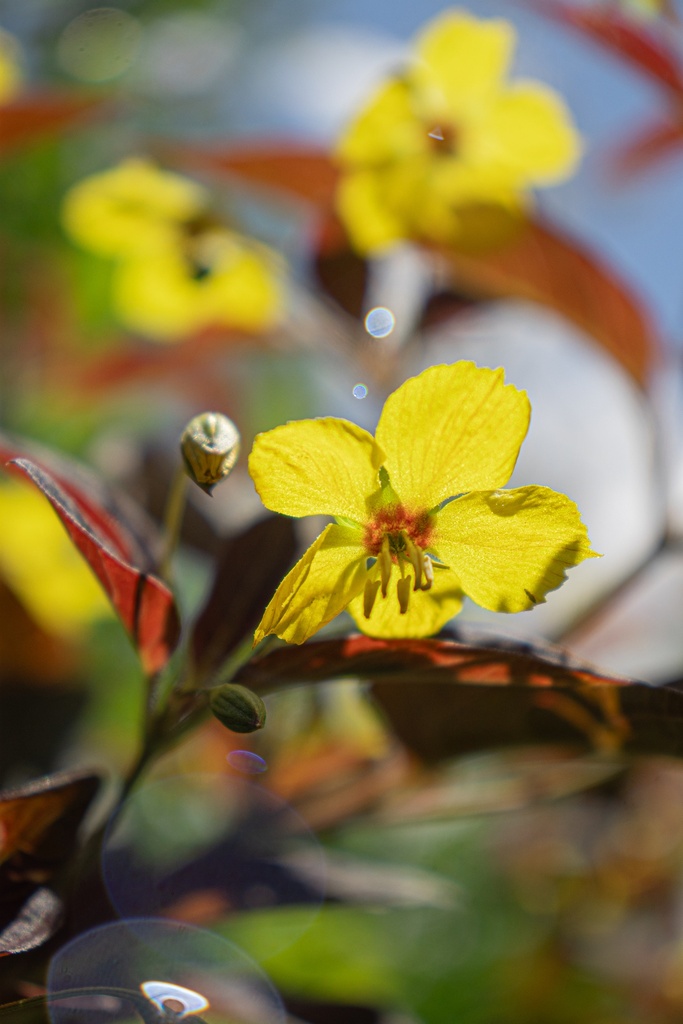 Lysimachia ciliata 'Firecracker' - La Pépinière d'Agnens
