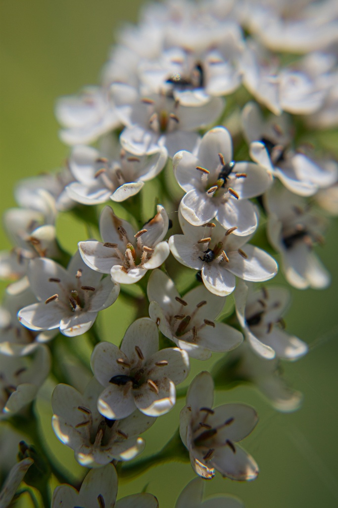 Lysimachia clethroides - La Pépinière d'Agnens