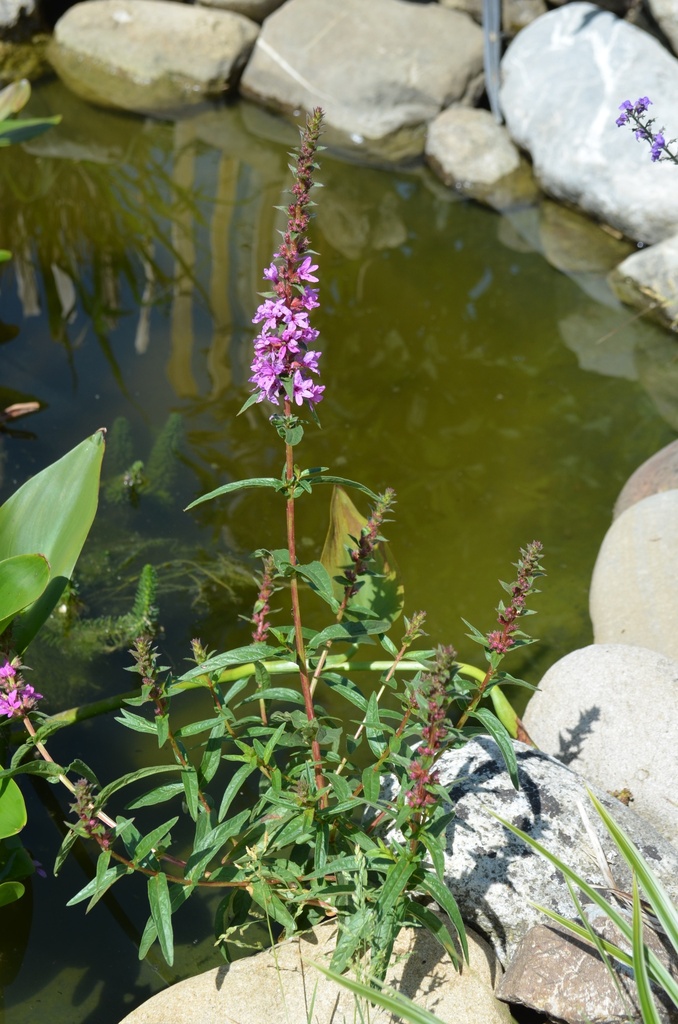 Lythrum salicaria 'Zigeunerblut' - La Pépinière d'Agnens