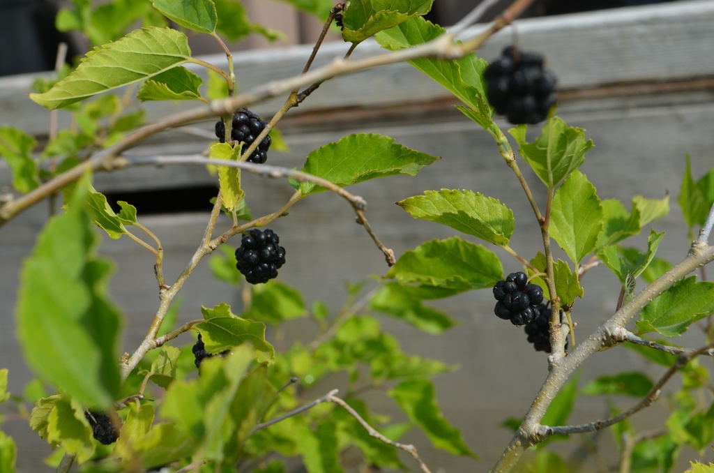 Morus rotundifolia 'Mojo Berry' - La Pépinière d'Agnens