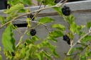 Morus rotundifolia 'Mojo Berry' - La Pépinière d'Agnens