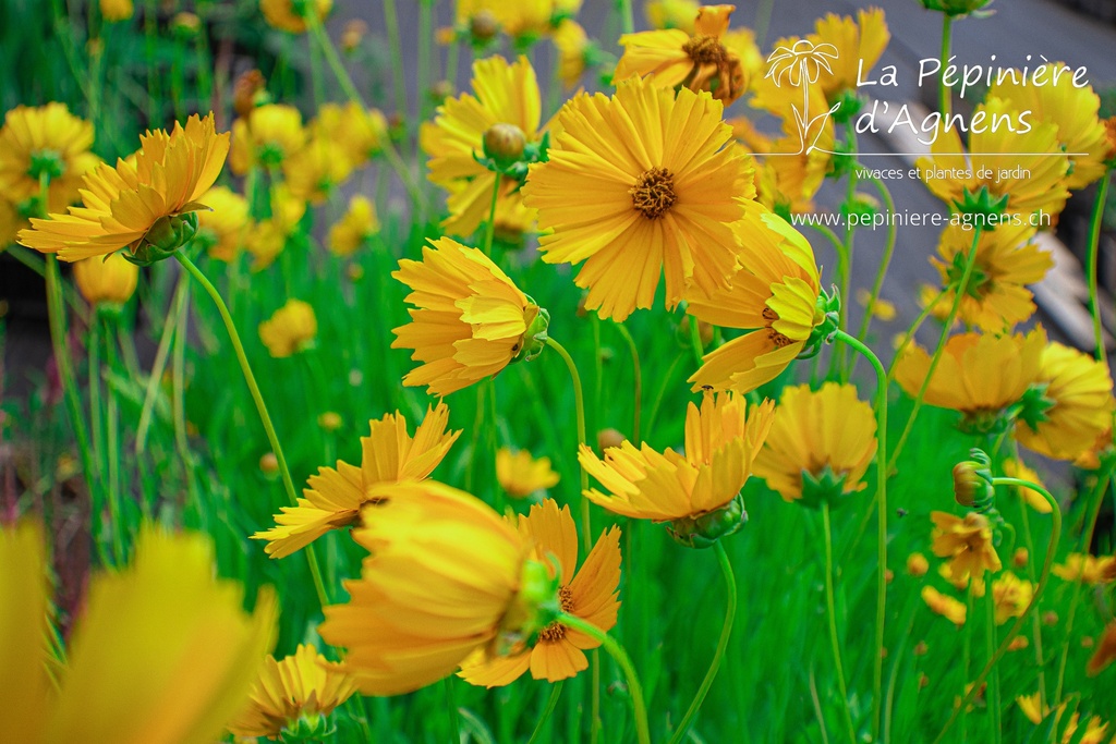 Coreopsis grandiflora 'Schnittgold'- La pépinière d'Agnens