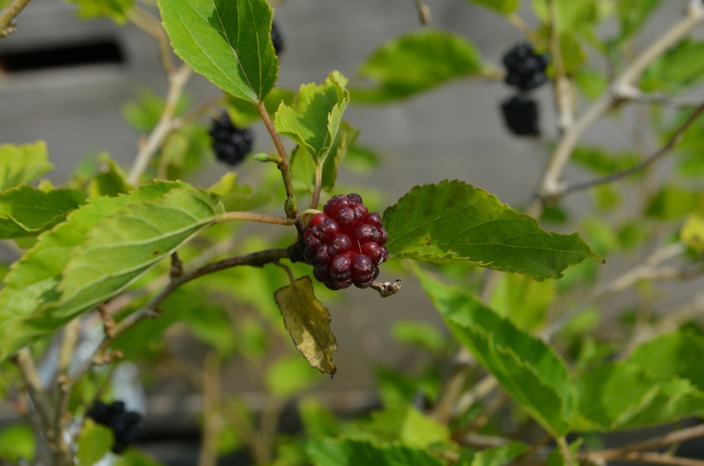 Morus rotundifolia 'Mojo Berry' - La Pépinière d'Agnens