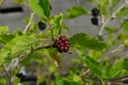 Morus rotundifolia 'Mojo Berry' - La Pépinière d'Agnens