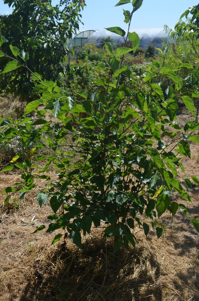 Morus rotundifolia 'Mojo Berry' - La Pépinière d'Agnens