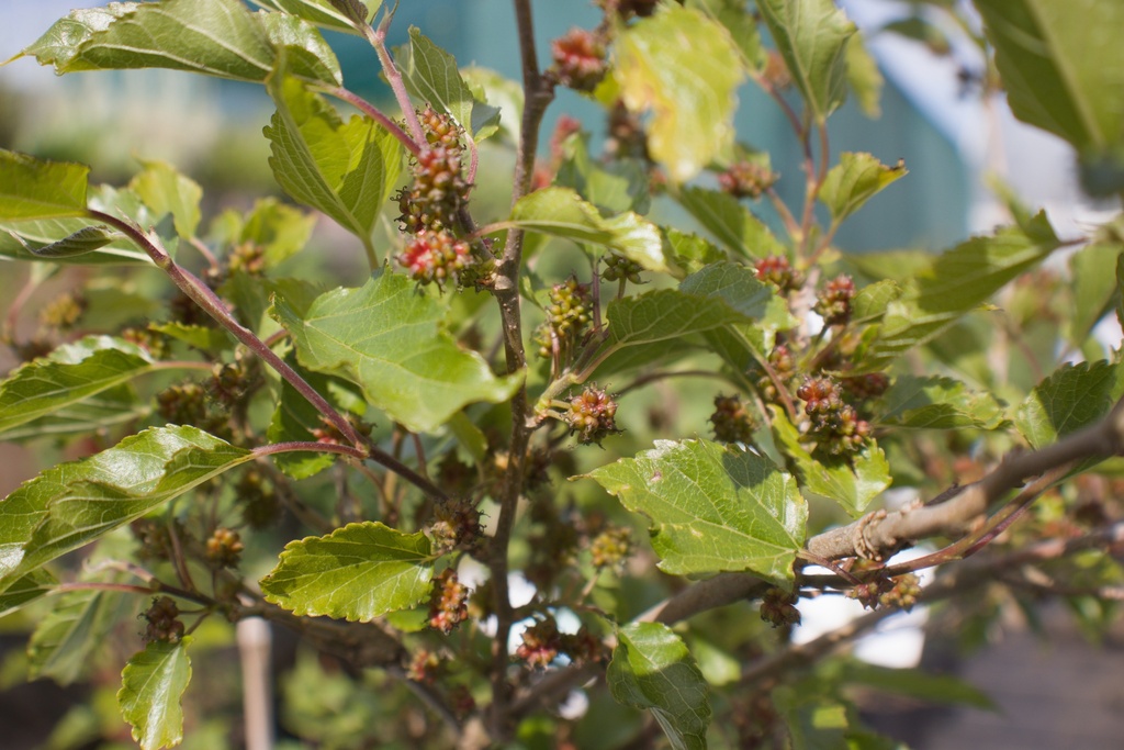 Morus rotundifolia 'Mojo Berry' - La Pépinière d'Agnens