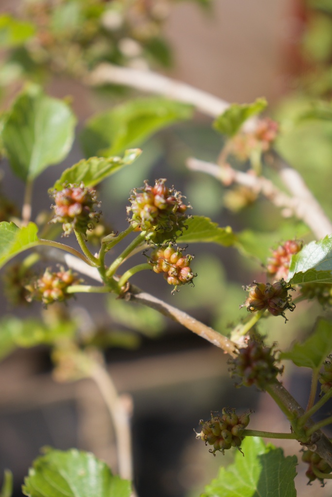 Morus rotundifolia 'Mojo Berry' - La Pépinière d'Agnens