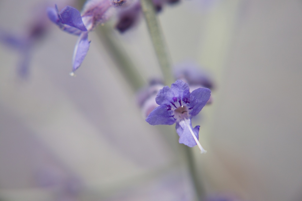 Perovskia atriplicifolia 'Blue Spire' - La Pépinière d'Agnens