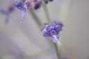 Perovskia atriplicifolia 'Blue Spire' - La Pépinière d'Agnens