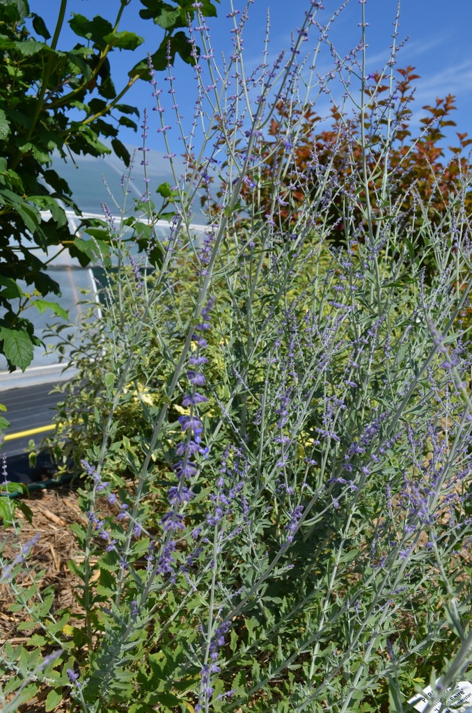 Perovskia atriplicifolia 'Little Spire' - La Pépinière d'Agnens