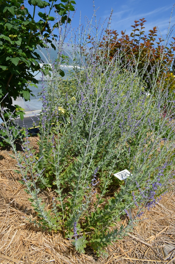 Perovskia atriplicifolia 'Little Spire' - La Pépinière d'Agnens