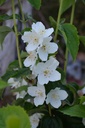 Philadelphus coronarius - La Pépinière d'Agnens