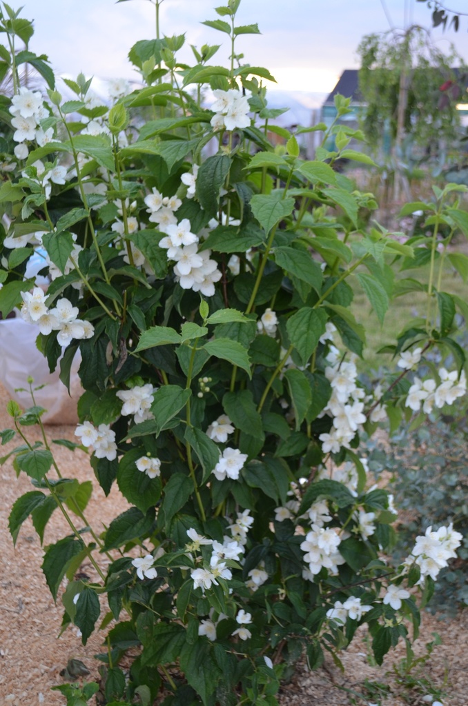 Philadelphus coronarius - La Pépinière d'Agnens