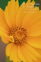 Coreopsis grandiflora 'Schnittgold'- La pépinière d'Agnens