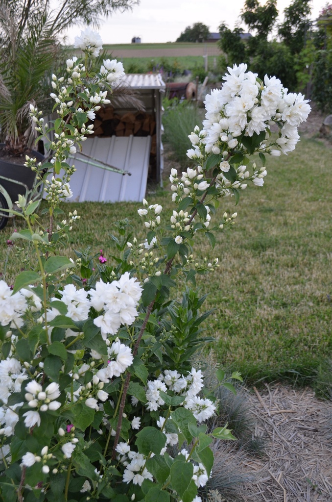 Philadelphus virginalis 'Schneesturm' - La Pépinière d'Agnens