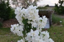 Philadelphus virginalis 'Schneesturm' - La Pépinière d'Agnens