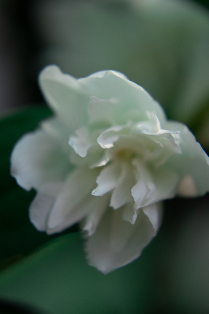 Philadelphus virginalis 'Schneesturm' - La Pépinière d'Agnens