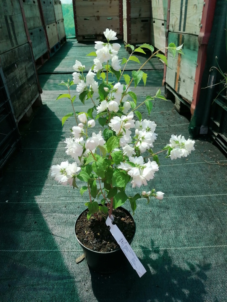 Philadelphus virginalis 'Schneesturm' - La Pépinière d'Agnens