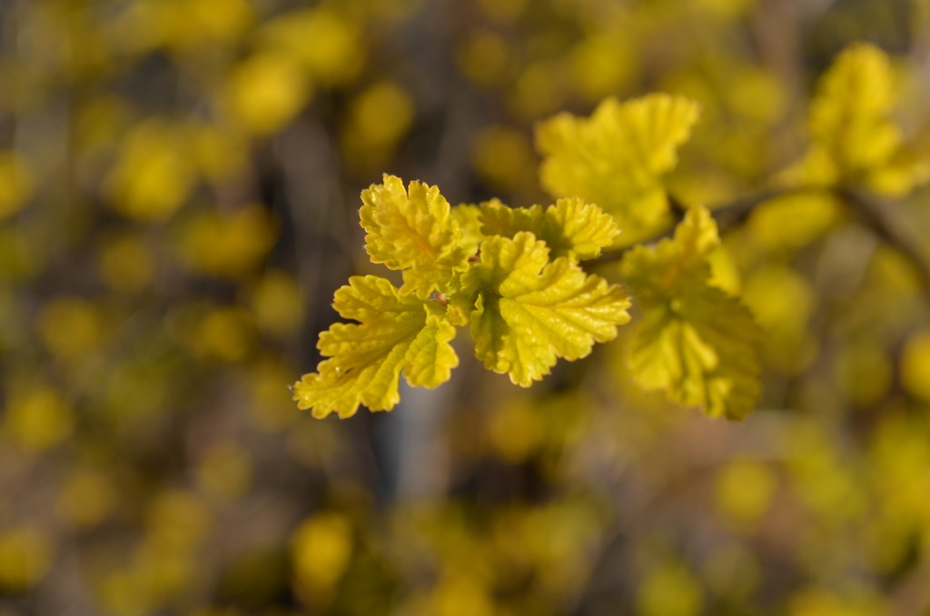 Physocarpus opulifolius 'Angel Gold' - La Pépinière d'Agnens