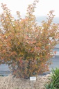 Physocarpus opulifolius 'Caramel' - La Pépinière d'Agnens