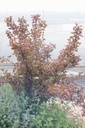 Physocarpus opulifolius 'Diabolo' - La Pépinière d'Agnens