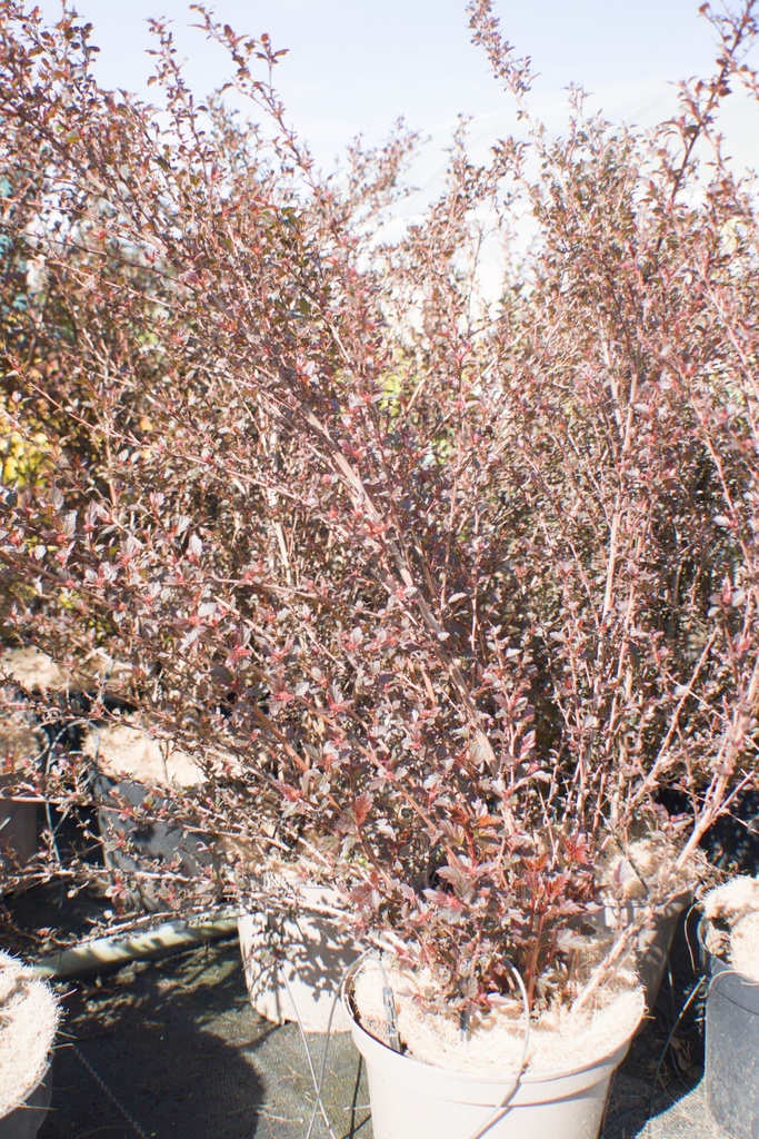 Physocarpus opulifolius 'Little Devil' - La Pépinière d'Agnens