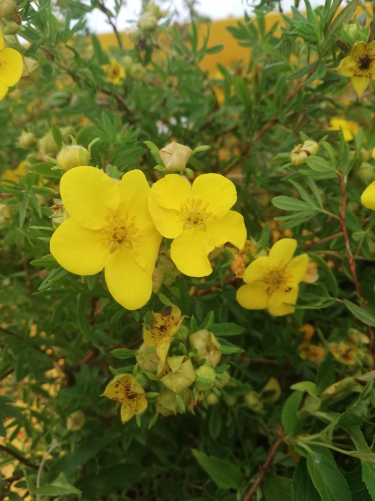 Potentilla fruticosa 'Goldfinger' - La Pépinière d'Agnens