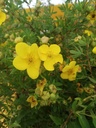Potentilla fruticosa 'Goldfinger' - La Pépinière d'Agnens