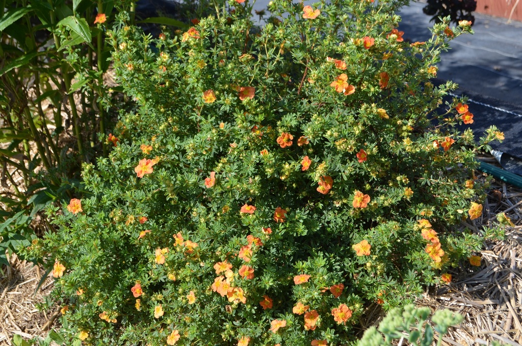 Potentilla fruticosa 'Red Ace' - La pépinière d'Agnens