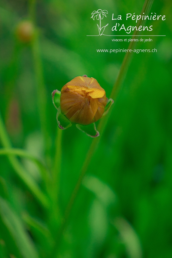 Coreopsis grandiflora 'Schnittgold'- La pépinière d'Agnens