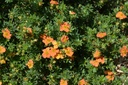 Potentilla fruticosa 'Red Ace' - La pépinière d'Agnens