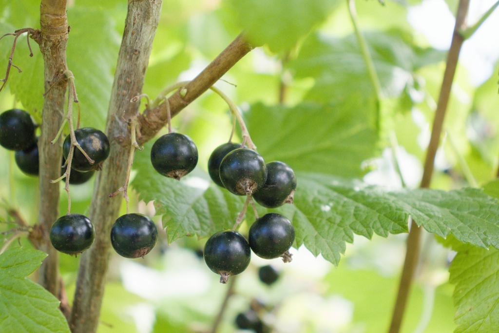 Ribes (2) nigrum 'Titania' - La pépinière d'Agnens