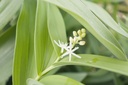 Maianthemum stellatum - La Pépinière d'Agnens