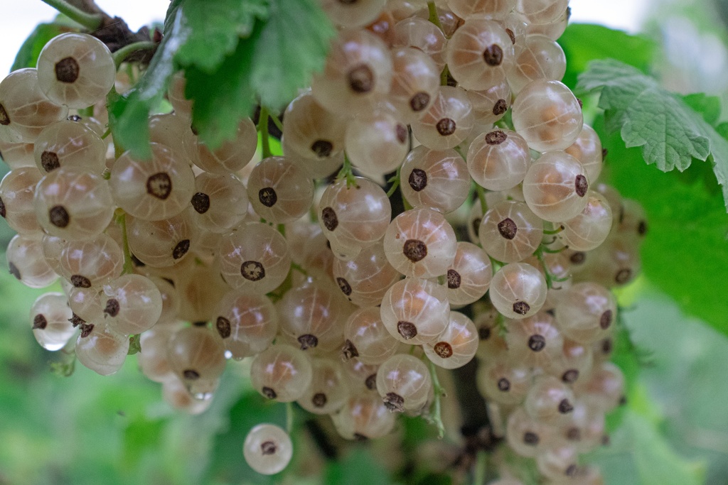Ribes (3) rubrum 'Blanc de Versailles' - La Pépinière d'Agnens