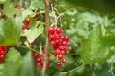 Ribes (3) rubrum 'Rolan' - La Pépinière d'Agnens