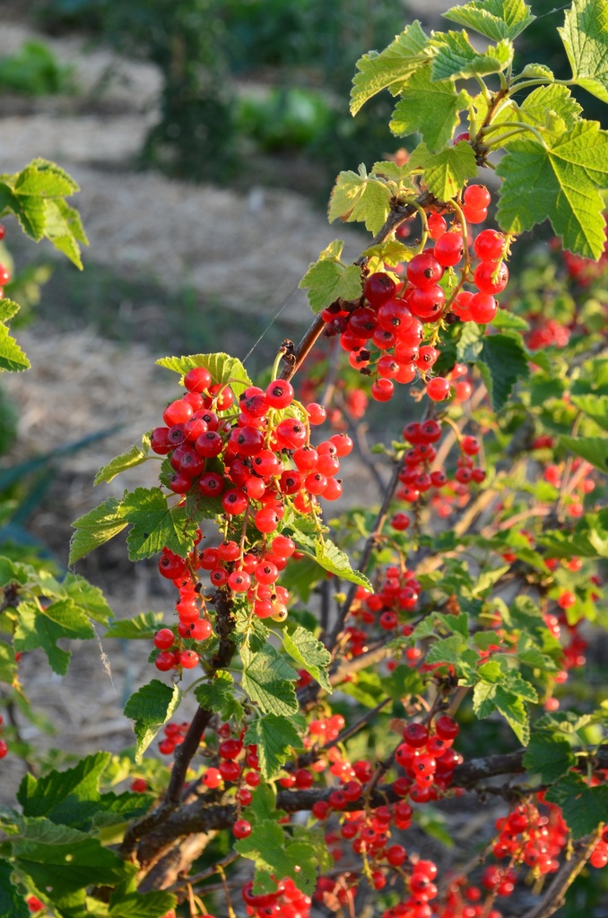 Ribes (3) rubrum 'Rolan' - La Pépinière d'Agnens
