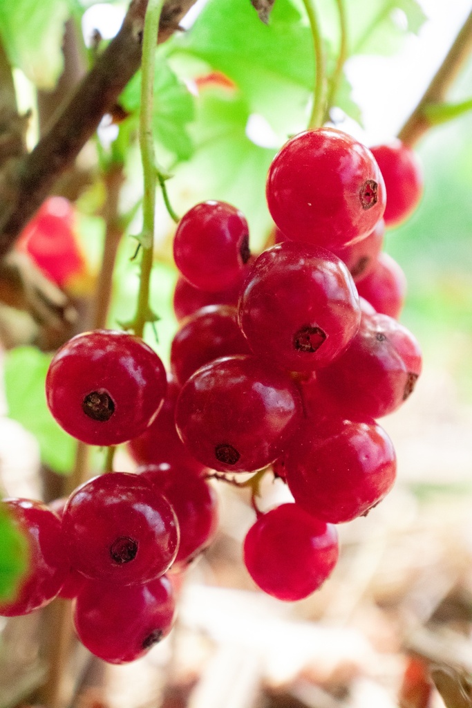 Ribes (3) rubrum 'Rovada' - La Pépinière d'Agnens