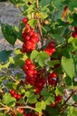 Ribes (3) rubrum 'Rovada' - La Pépinière d'Agnens