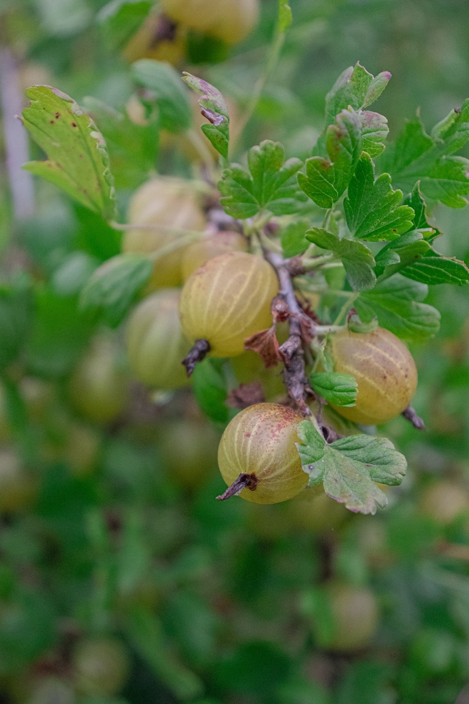Ribes (4) uva-crispa 'Hinnonmäki jaune' - La Pépinière d'Agnens