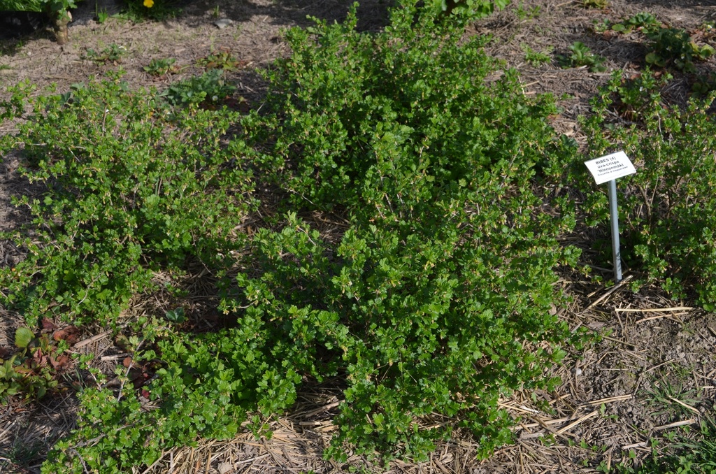 Ribes (4) uva-crispa 'Hinnonmäki rouge' - La Pépinière d'Agnens