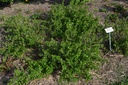 Ribes (4) uva-crispa 'Hinnonmäki rouge' - La Pépinière d'Agnens