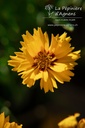 Coreopsis grandiflora 'Sunfire'- La pépinière d'Agnens