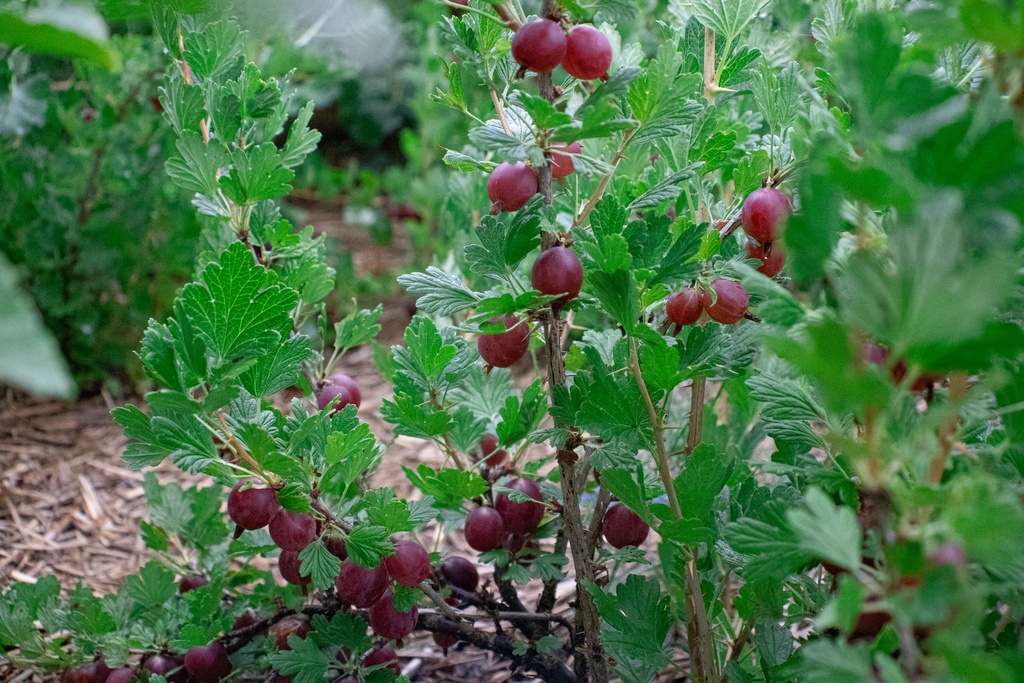 Ribes (4) uva-crispa 'Hinnonmäki rouge' - La Pépinière d'Agnens
