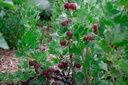 Ribes (4) uva-crispa 'Hinnonmäki rouge' - La Pépinière d'Agnens