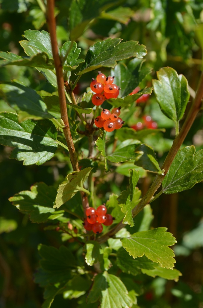 Ribes alpinum - La Pépinière d'Agnens