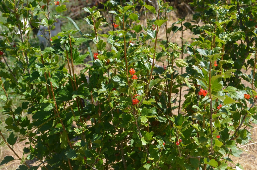 Ribes alpinum - La Pépinière d'Agnens