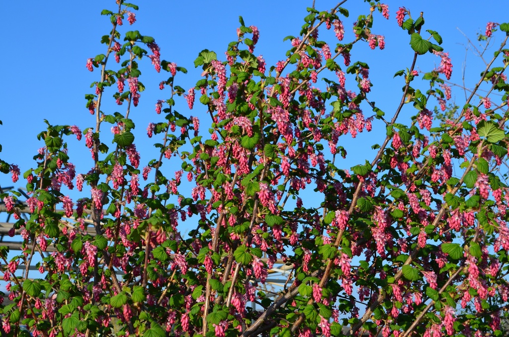 Ribes sanguineum 'King Edward IIV' - La Pépinière d'Agnens